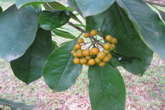 Pittosporum floribundum